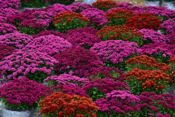 Discover the charm of antique mantel clocks: a guide to elegant timepieces